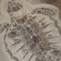 Previously unknown extinction of marine megafauna discovered