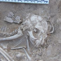Ancient DNA reveals role of Near East and Egypt in cat domestication