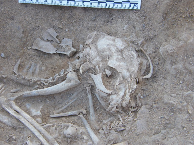 Cat buried in a 6000 year old in Hierakonpolis, Egypt (© Hierakonpolis Expedition)