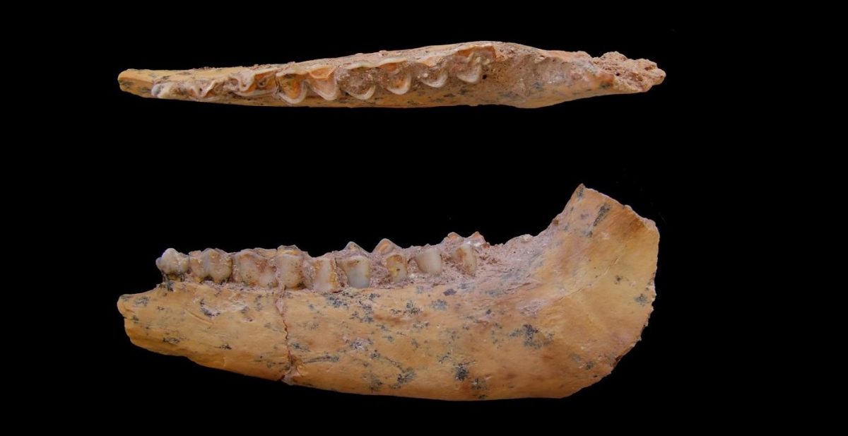 Jaw bone of a gazelle from Jebel Irhoud, Morocco. The site contains the oldest-known skeletons of modern humans. UC Davis anthropologist Teresa Steele studied animal bones from the site, showing that our ancestors ate lots of gazelle and other game as well as ostrich eggs. (Teresa Steele/UC Davis photo)