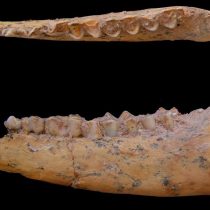 Moroccan fossils show human ancestors’ diet of game