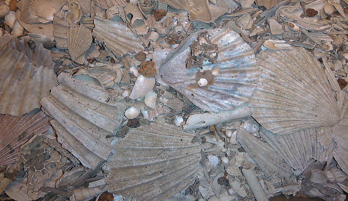 Shells from muddy sediment collected on the western Palos Verdes shelf off the coast of southern California. The shells are from the scallop Chlamys hastata .
Courtesy ofProf. Susan Kidwell