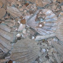 Lost ecosystem found buried in mud of southern California coastal waters