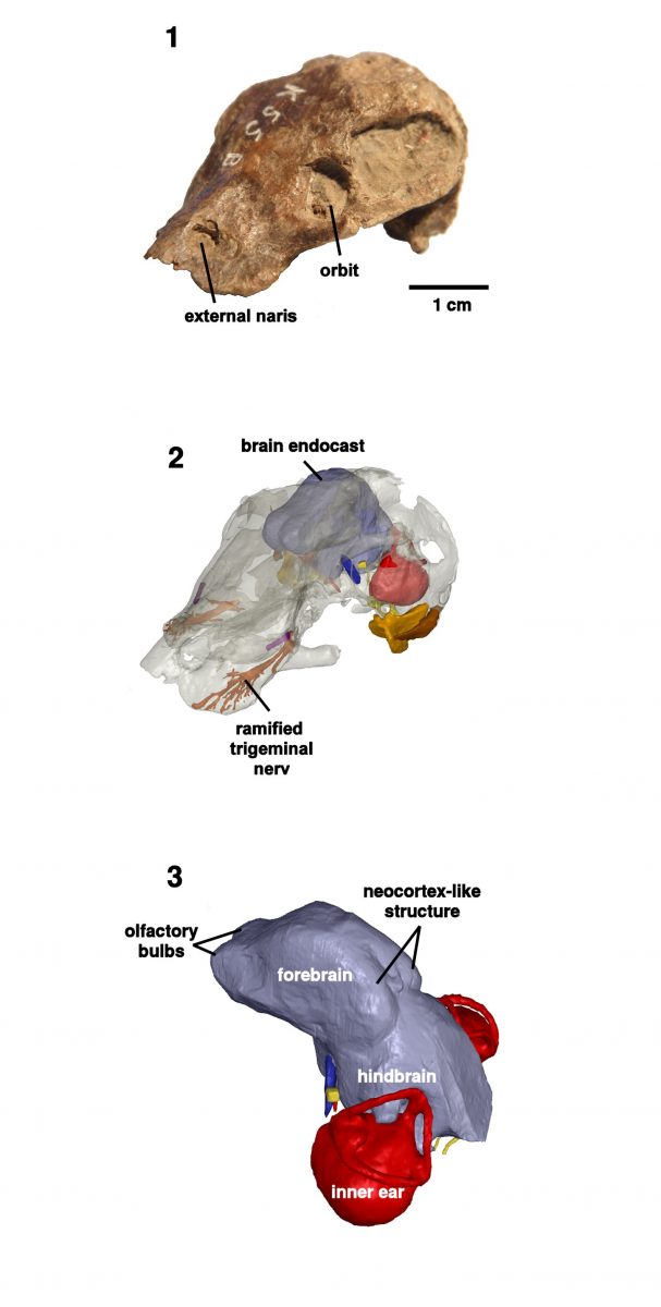 A figure, which shows the skull of Kawingasaurus. Credits: Michael Laaß / Verlag Wiley-VCH