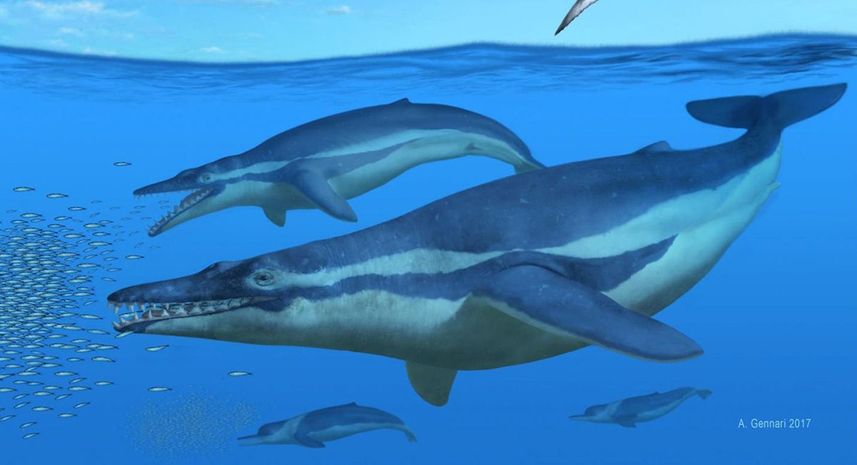 The blue whale is the largest animal that has ever lived. And yet they feed almost exclusively on tiny crustaceans known as krill. Credit: Alberto Gennari