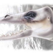 Extinct early whales listened like their relatives on land