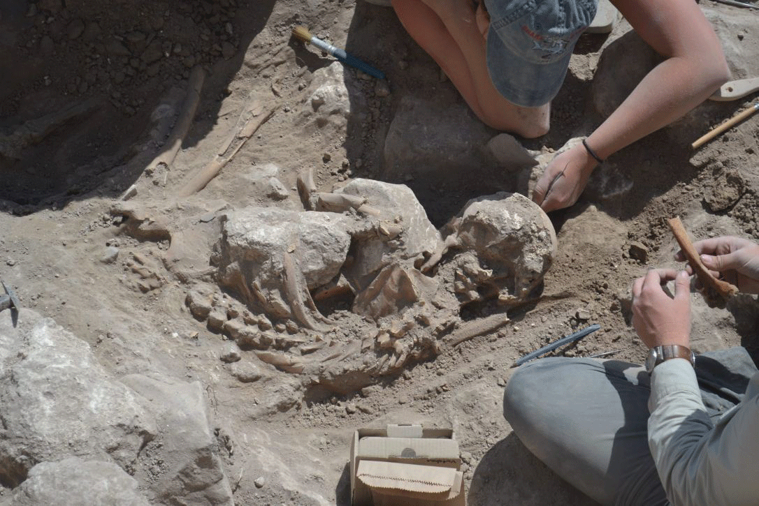 Remains of adult found just outside the industrial room in Gezer, preserved by stones that collapsed on top of the body. Photo Credit: Tandy Institute for Archaeology/Haaretz.