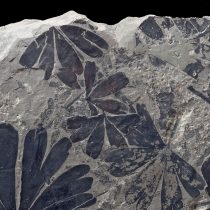 Through fossil leaves, a step towards Jurassic Park
