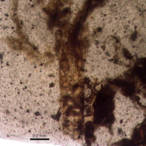 Cretaceous Tanaidaceans took care of their offspring more than 105 million years ago