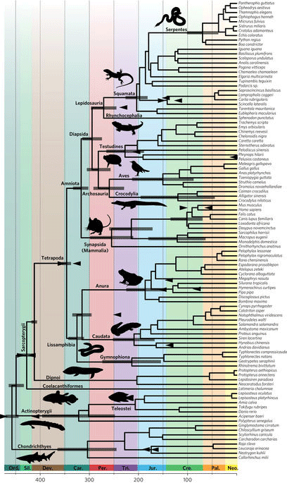 Time-calibrated phylogeny of jawed vertebrates. Image Credit: Nature.