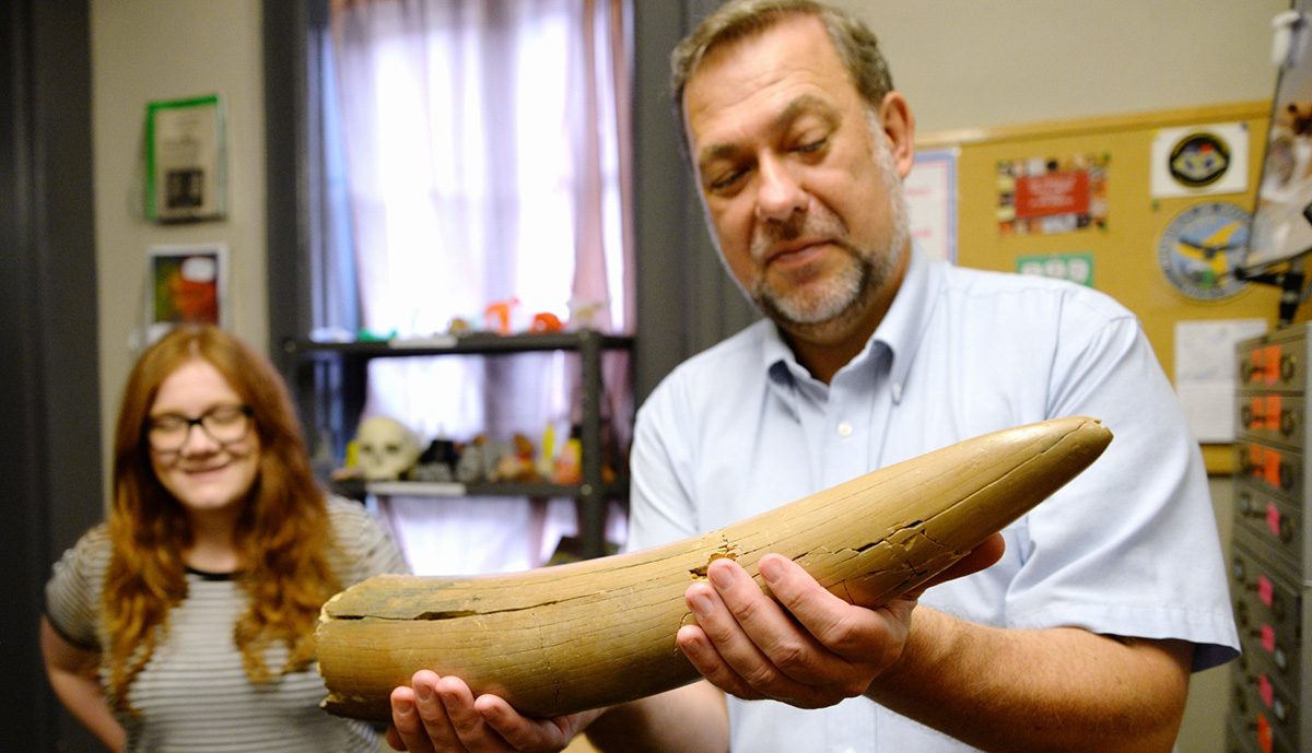 Bernard Means, PhD, director of the Virtual Curation Laboratory, holds the tip of a mastodon tusk that was discovered near Yorktown, Virginia.