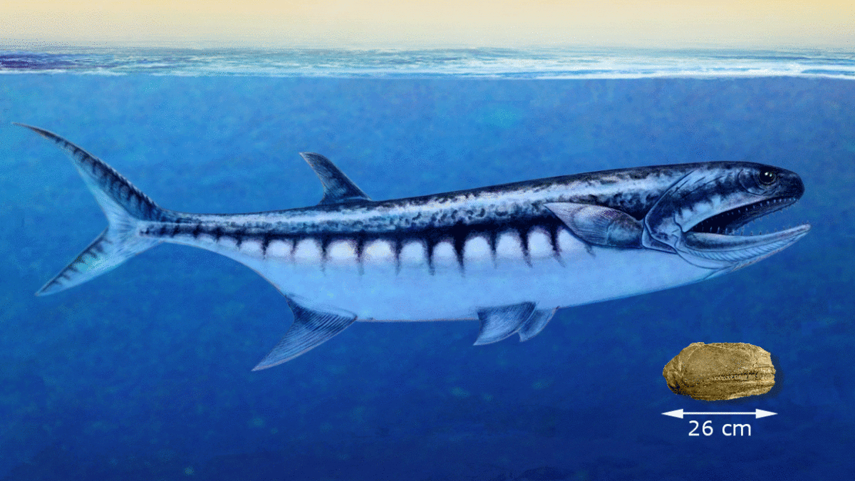 Possible look of the newly discovered predatory fish species Birgeria americana with the fossil of the skull shown at bottom right. Image Credit: Nadine Bösch/University of Zurich.