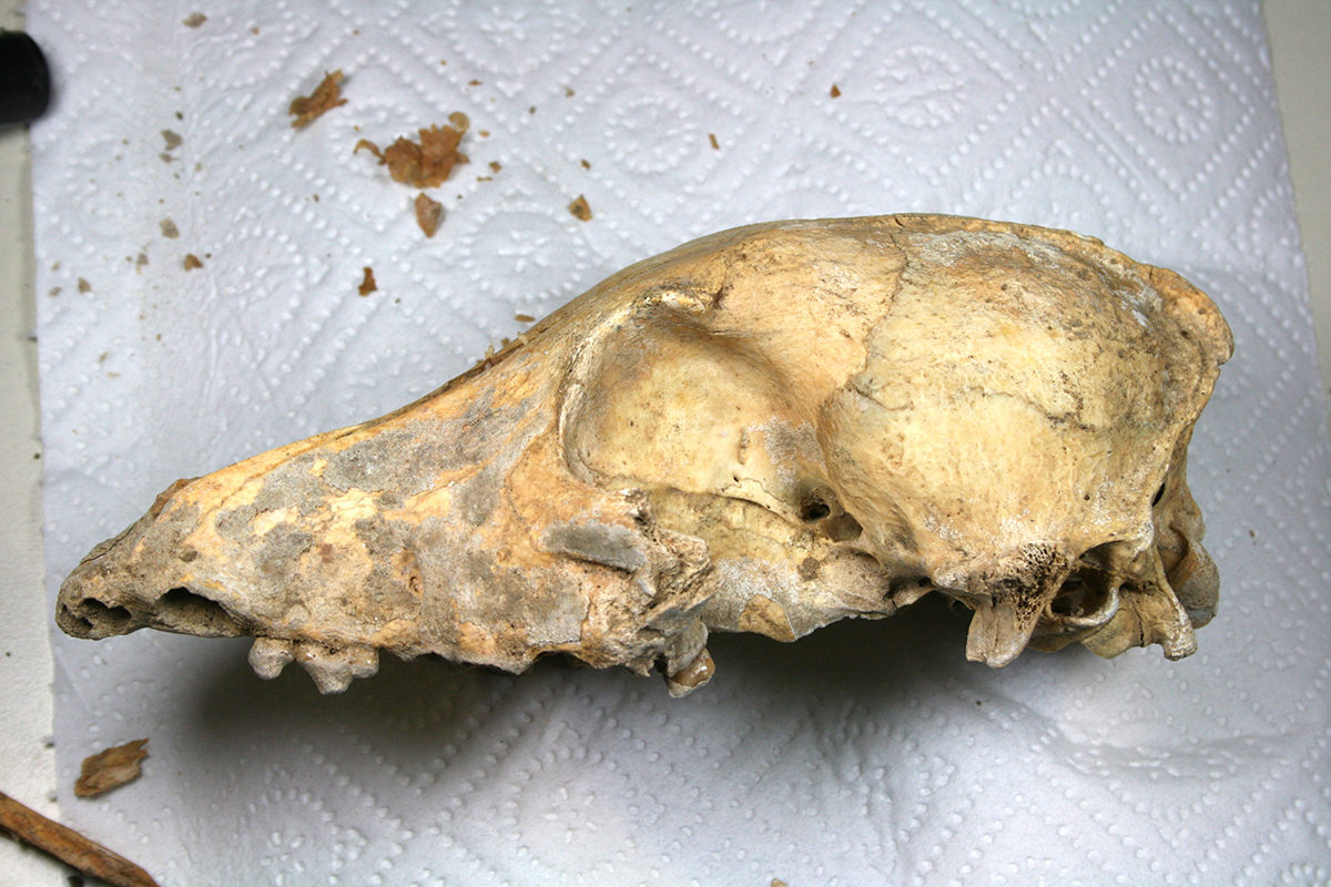 The skull of the 4,700-year-old Neolithic dog found in the Kirschbaumhöhle (Cherry Tree Cave) in the lab, shortly before the animal's entire genome was sequenced. photo/©: Amelie Scheu