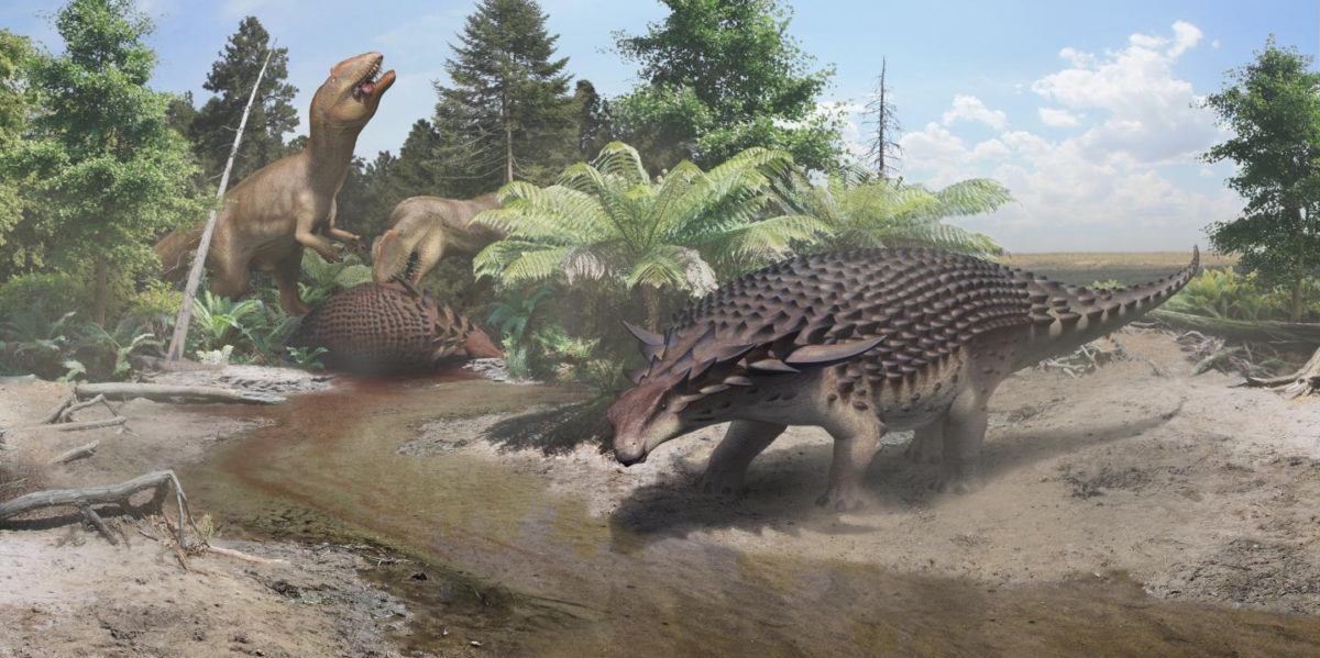 An illustration of the 110-million-year-old Borealopelta Markmitchelli discovered in Alberta, Canada. Credit Courtesy of the Royal Tyrrell Museum of Palaeontology, Drumheller, Canada.