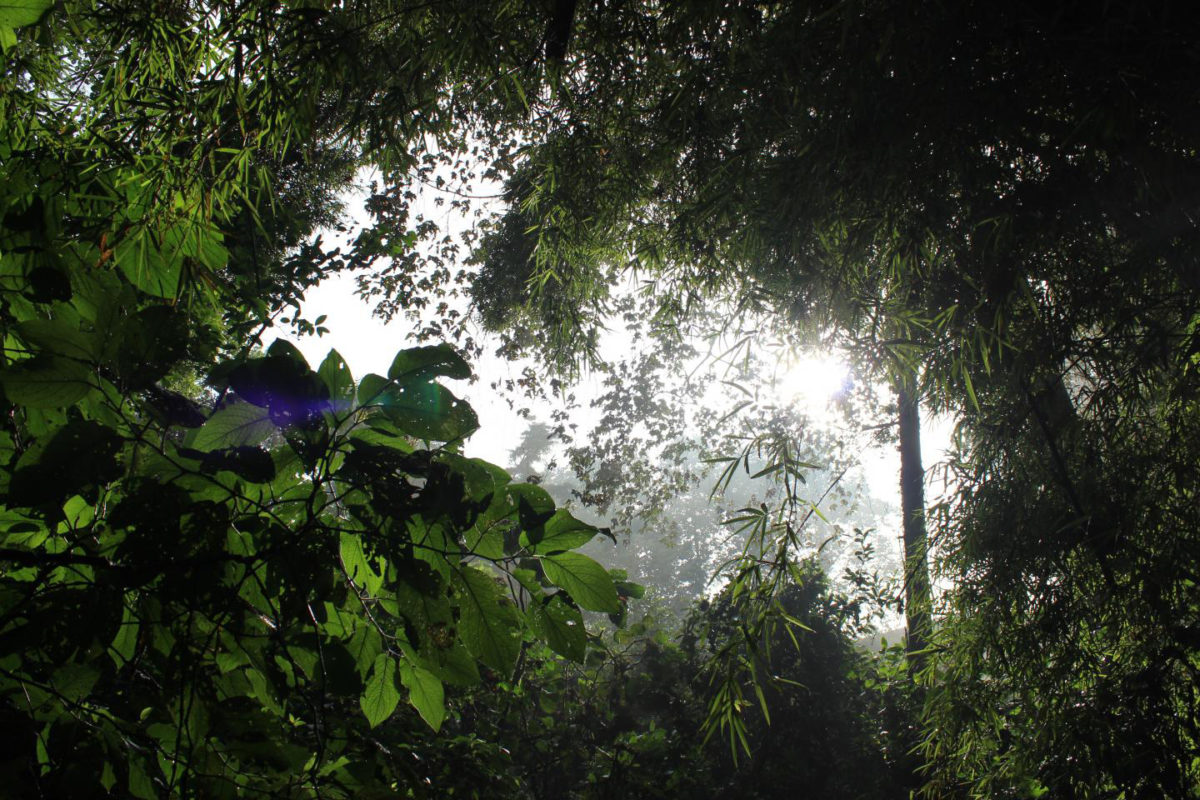 Despite previous notions of tropical forests as 'green deserts' not suitable for human habitation it is now clear that human occupation and modification of these habitats occurred as far back as 45,000 years ago. As our species expanded into these settings beyond Africa, they burnt vegetation to maintain resources patches and practiced specialized, sustainable hunting of select animals such as primates. Credit: Patrick Roberts