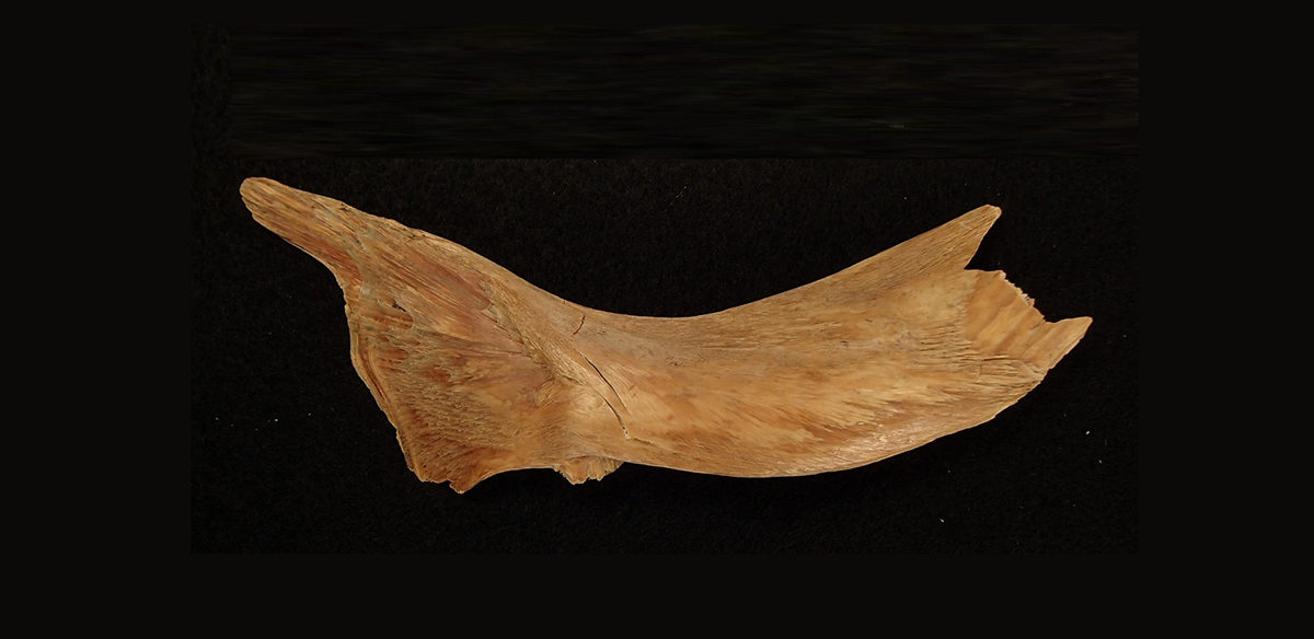 One of the ancient Viking cod bones used in the study. The bones, dating from between 800 to 1066 AD, were found on the site of the early medieval Baltic port of Haithabu. Credit: Dr. James Barrett. 
