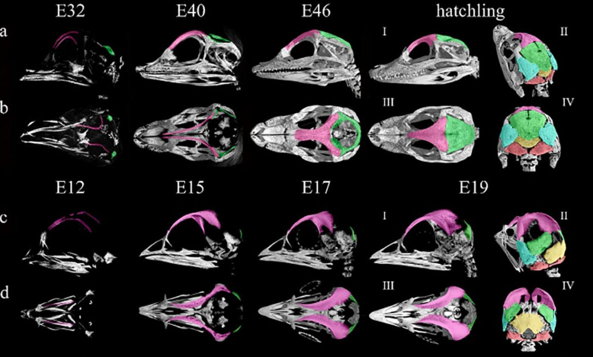 Developing skulls of an alligator (top) and a chicken (bottom). Credit:  Fabbri et al., 2017.