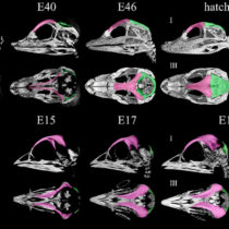 Birds’ unique skulls linked to young dinosaur brains