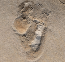 Fossil footprints challenge established theories of human evolution