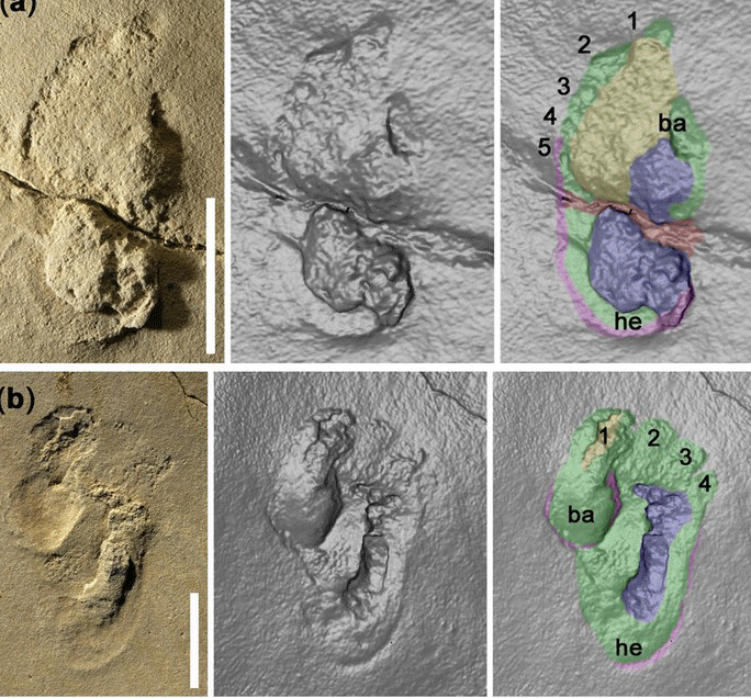 Well-preserved footprints. (a–c) The three most well-preserved footprints from surface B2, each shown as a photo (left), laser surface scan (middle) and scan with interpretation (right). a was made by a left foot, b and c by right feet. Scale bars, 5 cm. 1–5 denote digit number; ba, ball imprint; he, heel imprint. Photo Credit: Science Direct. 