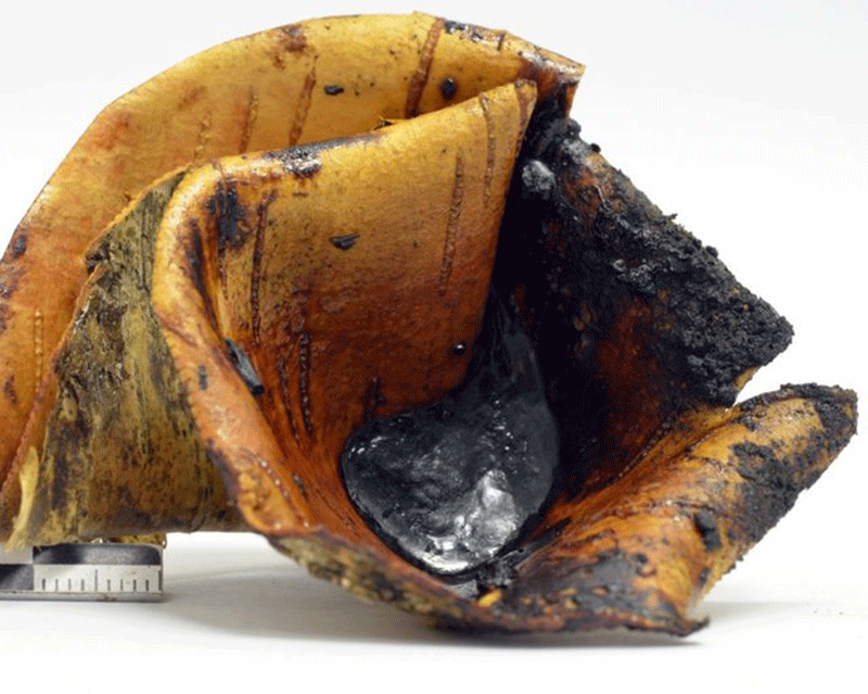 Tar collected in a birch bark container from the pit roll experiment, a technique which uses glowing embers placed over a roll of bark in a small pit. Image Credit: Paul Kozowyk/The Seeker.