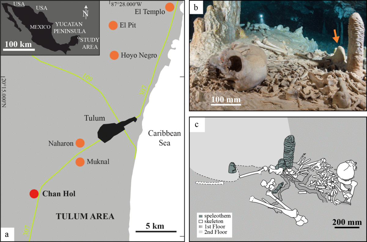 Geographical position and site of the Chan Hol skeleton.
a: Location of submerged caves containing human skeletal remains dating to >8000 BP in the Tulum area of Quintana Roo, Mexico. Orange dots refer to human remains [20, 21, 25]. The red dot marks Chan Hol II. b: The Chan Hol II archaeological site prior to looting. The arrow points to the CH-7 stalagmite analysed here. (c) Reconstruction of the skeleton based on photographs of the site prior to looting. Note that the skeleton was originally complete and almost articulated. Photo Credit: Nick Poole and Thomas Spamberg/PLOS ONE..
