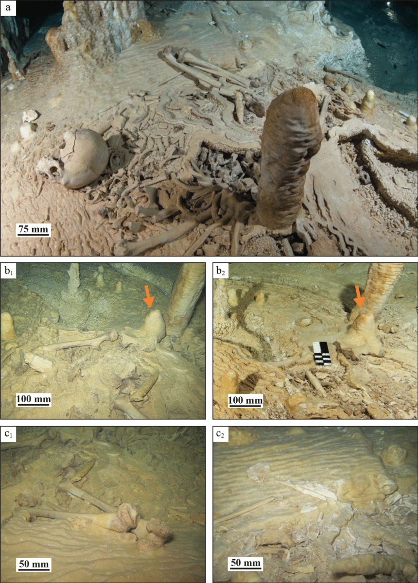 The original Chan Hol II skeleton.
Chan Hol II site prior to (a, b1.c1) and after (b2, c2) looting. About 10% of the skeleton remained on site, including the pelvis covered by stalagmite CH-7 (red arrows in Figs b1 and b2).  Image Credit: PLOS ONE.