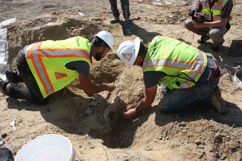 DMNS Curator of Dinosaurs Joe Sertich (left) works carefully to uncover a triceratops skull. Photo Credit: City of Thornton.
