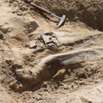 Rare triceratops fossil discovered at Denver construction site