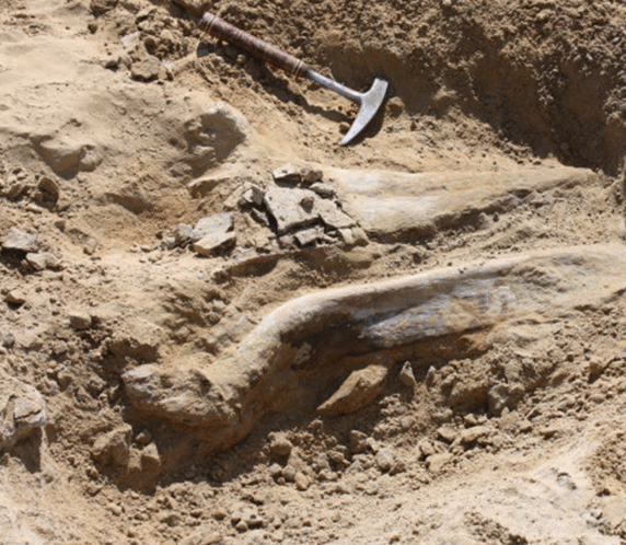 The initial finding was of a triceratops shoulder blade and horn. Photo Credit: City of Thornton/The Denver Post.