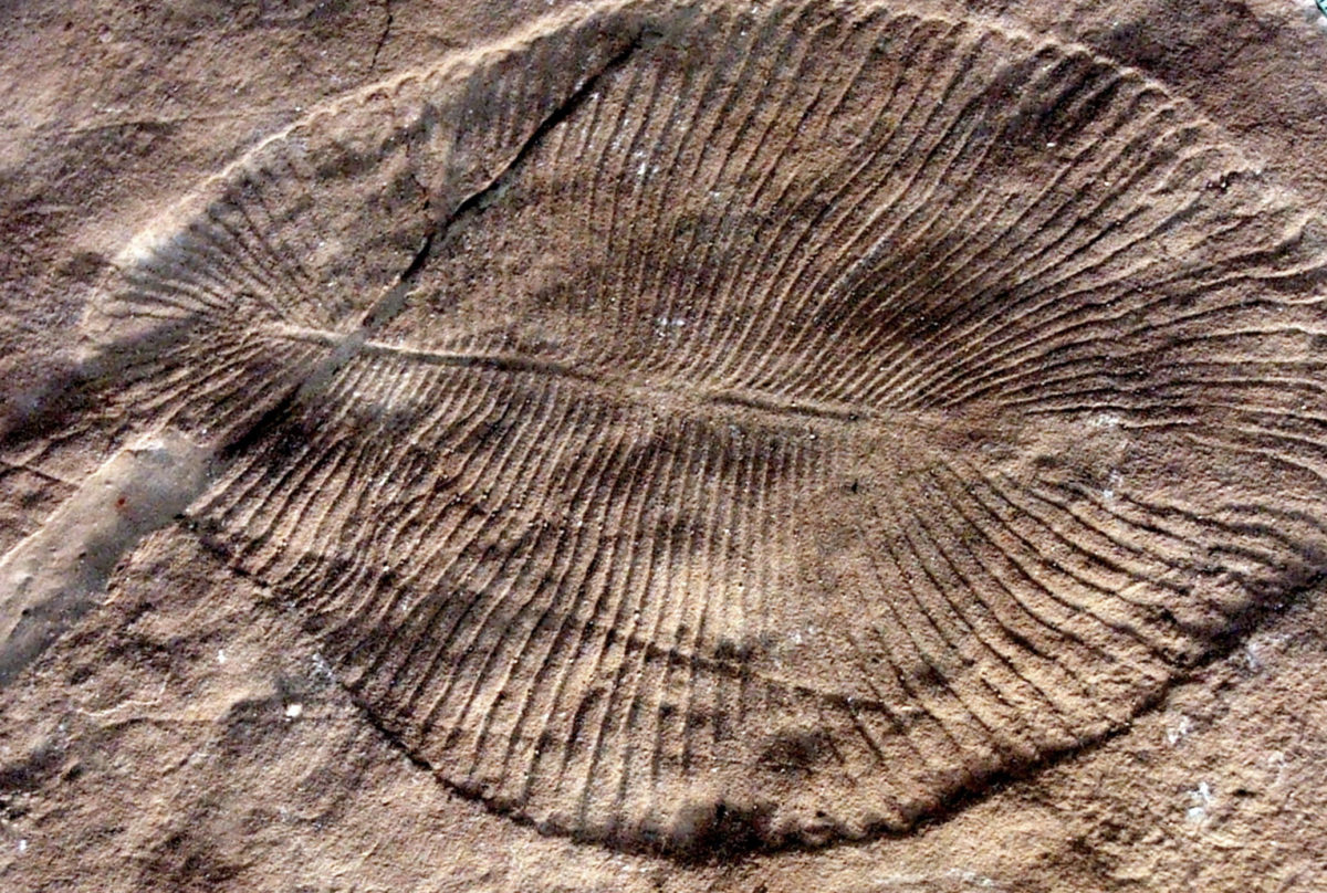 Dickinsonia is composed of multiple ‘units’ that run down the length of its body. 