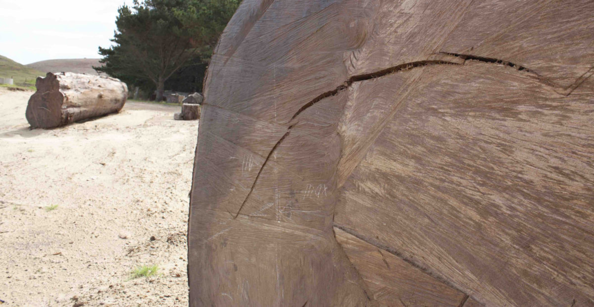 Kauri tree preserved in a New Zealand peat swamp for 30,000 years. 