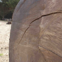 Ancient tree reveals cause of spike in Arctic temperature
