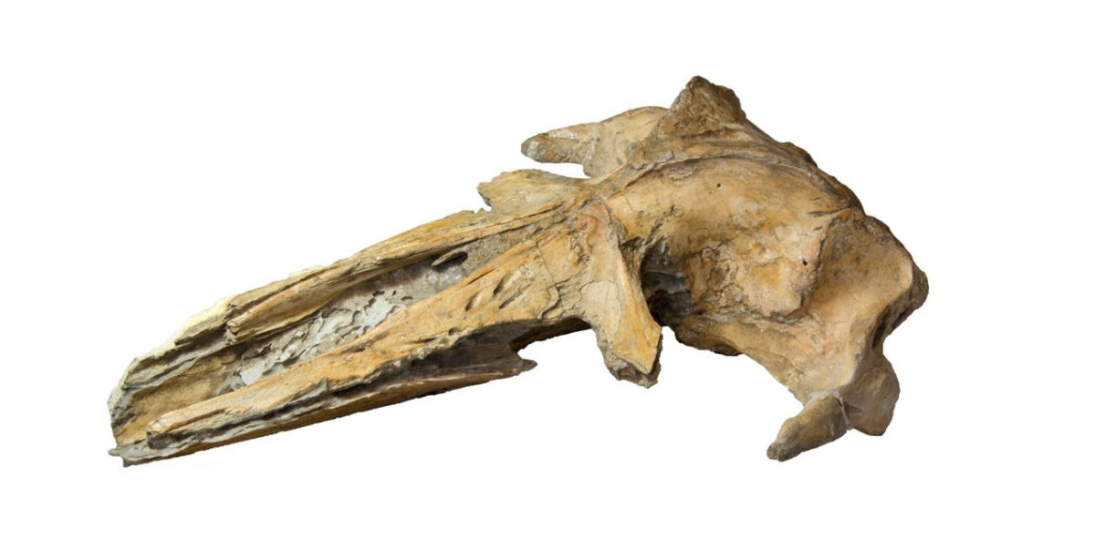 Cranium of Tiucetus rosae.