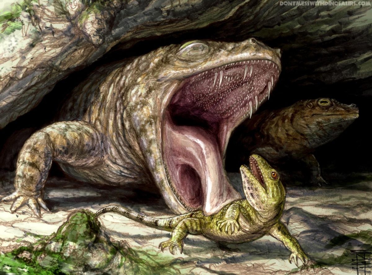 The early Permian Dissorophid cacops displays its fearsome dentition as it preys on the hapless reptile Captorhinus. Credit: Illustration by Brian Engh (dontmesswithdinosaurs.com)