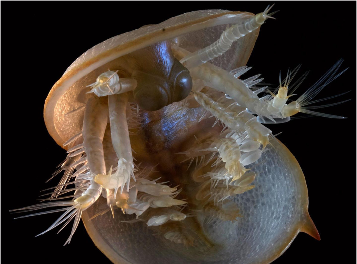 Agnostus pisiformis. Photo credit: Esben Horn