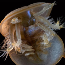 Celebrity fossil reveals all for science