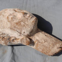 Head of wooden statue depicting Sixth Dynasty queen discovered in Saqqara