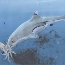 Prehistoric squid was last meal of newborn ichthyosaur 200 million years ago
