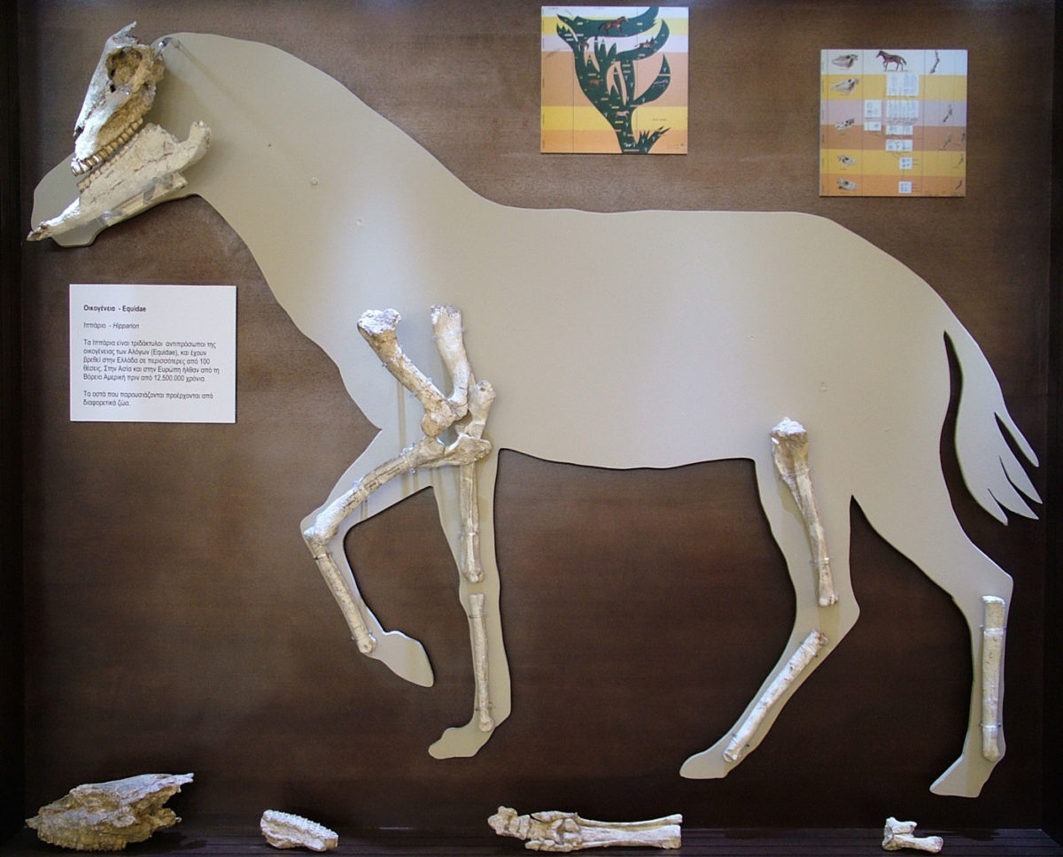 Reconstruction of a small horse with bones found at Kerasia (photo: G.Theodorou Archive /Athens and Macedonian News Agency).