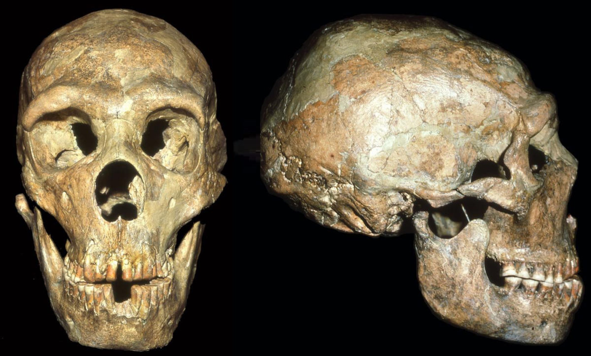 The skull of a Neandertal known as Shanidar 1 shows signs of a blow to the head received at an Early Age. Credit: Erik Trinkaus