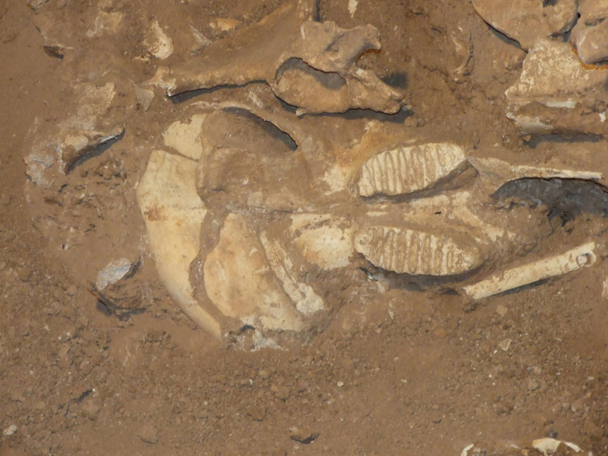 Tilos: section of skull from one of the last European elephants (photo: G.Theodorou Archive /Athens and Macedonian News Agency).