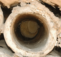 Ancient beehives found in Israel