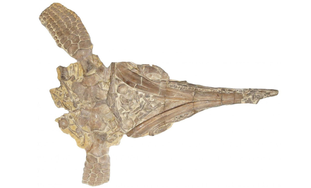 One of the original skeletons of Protoichtyosaurus described by Dr. Robert Appleby in 1979 © National Museum of Wales – Dean R. Lomax