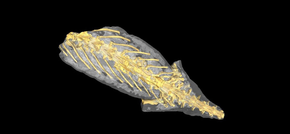 Synchrotron tomography permitted access to the inside of the “mummy”. The skeleton and several organs are perfectly preserved. Credit: Jérémy Tissier