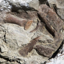 New tyrannosaur fossil is most complete found in Southwestern US