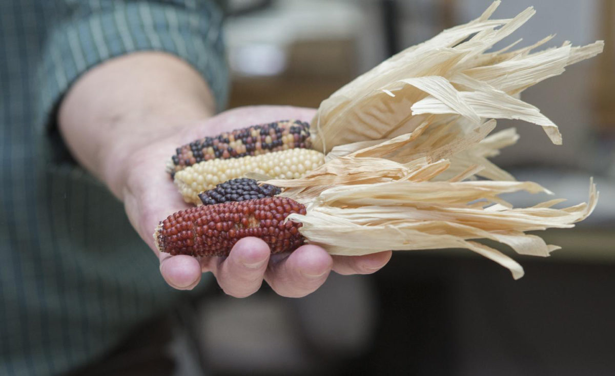 Corn that prehistoric people grew in the Southwest 1,000 years ago looked nothing like the sweet corn people eat today. Credit: Joseph Fuqua II/UC Creative Services