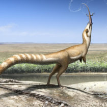 ‘Bandit-masked’ feathered dinosaur hid from predators using multiple types of camouflage