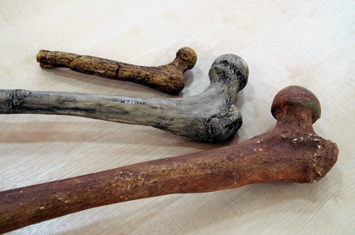 Femoral head bones of different hominin species. From top to bottom: Australopithecus afarensis (4-3 million years; ~40 kg, 130 cm); Homo ergaster (1.9-1.4 million years; 55-60 kg; ~165 cm); Neanderthal (200.000-30.000 years; ~70 kg; ~163 cm). 
Credit: University of Cambridge