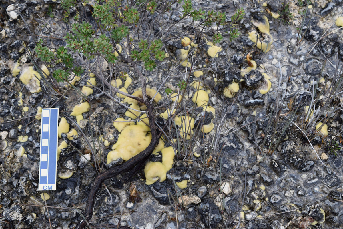 Stromatolites. 
